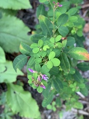 Lespedeza violacea