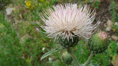 Cirsium tracyi