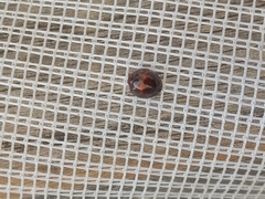 Chilocorus bipustulatus