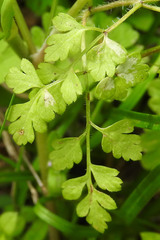 Anthriscus tenerrima