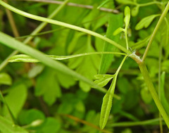 Anthriscus tenerrima