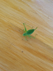 Leptophyes punctatissima