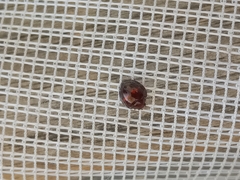 Chilocorus bipustulatus