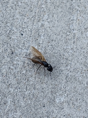 Camponotus chromaiodes
