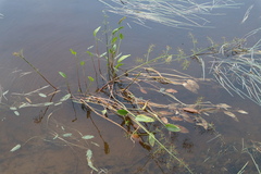 Alisma plantago-aquatica