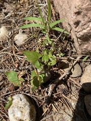 Fallopia