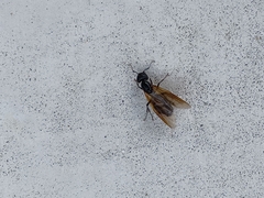 Camponotus chromaiodes