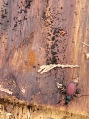 Scaphinotus angusticollis