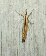 Orocrambus ramosellus