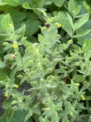 Mimetanthe pilosa