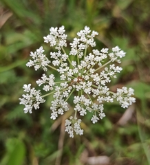 Daucus carota