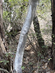Diospyros texana