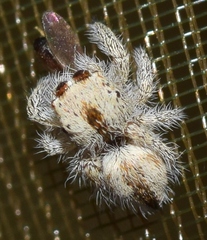 Pseudomogrus salsicola