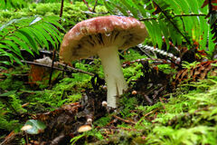 Russula fragilis