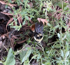 Anthophila