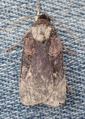 Pseudohermonassa bicarnea