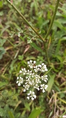 Daucus carota
