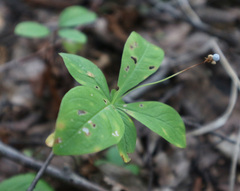 Lysimachia europaea