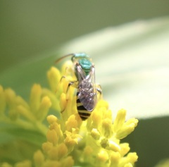 Agapostemon texanus