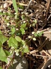 Fallopia