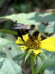 Bombus citrinus