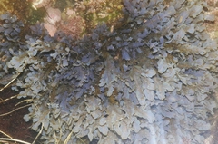 Dictyopteris undulata