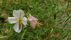 Oenothera pallida