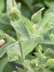 Mimetanthe pilosa