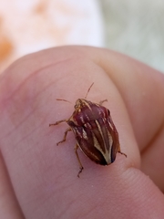 Odontotarsus