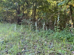 Spiranthes lacera gracilis