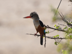 Halcyon leucocephala