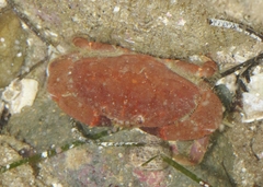 Cycloxanthops novemdentatus