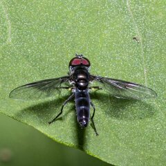 Ocyptamus dimidiatus