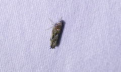 Scaphoideus