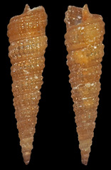 Cerithiopsidae