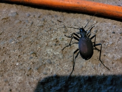 Scaphinotus angusticollis