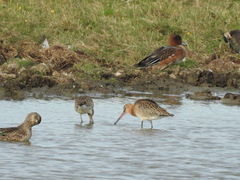 Limosa limosa
