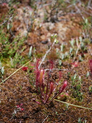Drosera anglica