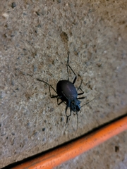 Scaphinotus angusticollis