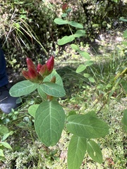 Hypericum virginicum