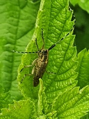 Agapanthia villosoviridescens