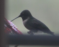 Archilochus colubris