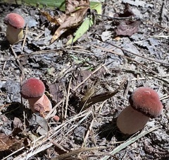 Baorangia bicolor