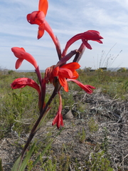 Watsonia coccinea