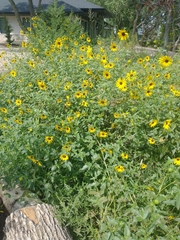 Helianthus petiolaris