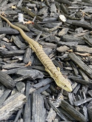 Elgaria multicarinata