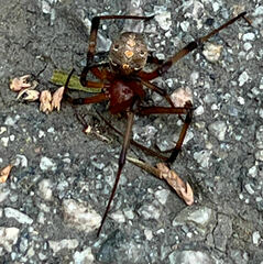 Latrodectus geometricus