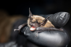 Myotis thysanodes