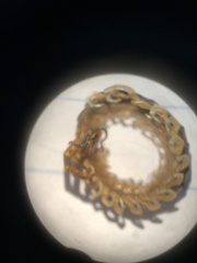 Hemiscolopendra marginata