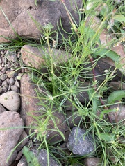 Spergula
